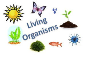 Quiz on living organisms